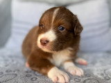 Chiots Berger Australien à réserver