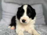 Chiots Berger Australien à réserver