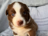 Chiots Berger Australien à réserver