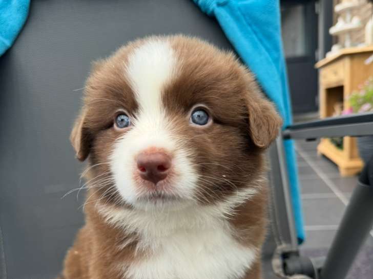 Chiots Berger Australien à réserver