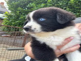 Chiots Berger Australien à réserver