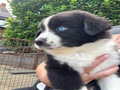Chiots Berger Australien à réserver