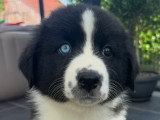 Chiots Berger Australien disponible