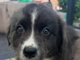 Chiots Berger Australien disponible