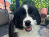 Chiots Berger Australien disponible