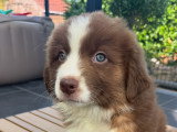 Chiots Berger Australien disponible