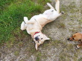 Mâle Labrador couleur sable disponible pour saillie