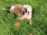 Mâle Labrador couleur sable disponible pour saillie