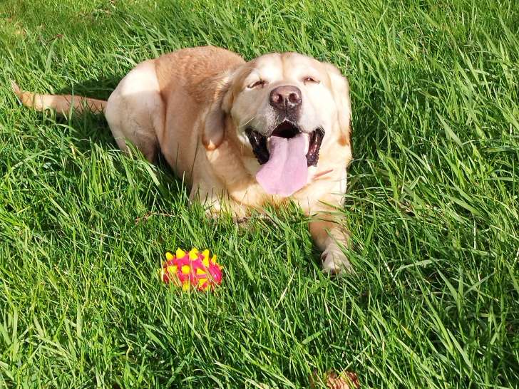 Mâle Labrador couleur sable disponible pour saillie