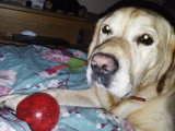 Mâle Labrador couleur sable disponible pour saillie