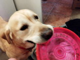 Mâle Labrador couleur sable disponible pour saillie