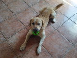 Mâle Labrador couleur sable disponible pour saillie