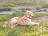 Mâle Labrador couleur sable disponible pour saillie