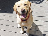Mâle Labrador couleur sable disponible pour saillie