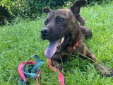 En quête d'un foyer : chien d'un an au pelage bringé