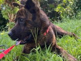 En quête d'un foyer : chien d'un an au pelage bringé