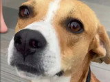 À accueillir : chien de 3 ans au pelage marron et blanc