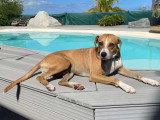 À accueillir : chien de 3 ans au pelage marron et blanc