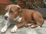 Adoption disponible : chien de 3 ans au pelage chocolat et blanc