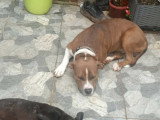 Adoption disponible : chien de 3 ans au pelage chocolat et blanc