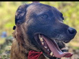 En attente d'un foyer : chienne de 5 ans au pelage fauve charbonné