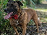 En attente d'un foyer : chienne de 5 ans au pelage fauve charbonné