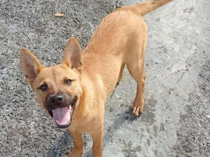 En attente d'adoption : chiot femelle de 9 mois au pelage marron