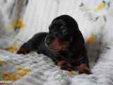 En attente d'adoption : chiot femelle de 9 mois au pelage marron