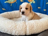 Chiot Beagle mâle lemon LOF à vendre né en avril 2026