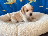 Chiot Beagle mâle lemon LOF à vendre né en avril 2026