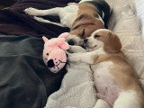 Chiot Beagle mâle lemon LOF à vendre né en avril 2026