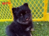 Deux chiots femelles Spitz Allemand non LOF nées en mars 2026 à vendre