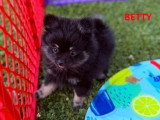 Deux chiots femelles Spitz Allemand non LOF nées en mars 2026 à vendre