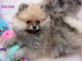 Deux chiots femelles Spitz Allemand non LOF nées en mars 2026 à vendre