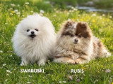 Deux chiots femelles Spitz Allemand non LOF nées en mars 2026 à vendre