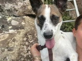 À la recherche d'une famille : chienne de 4 ans au pelage tricolore
