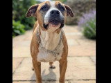 Chienne Staffordshire Bull Terrier tricolore de 8 ans à adopter