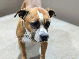 Chienne Staffordshire Bull Terrier tricolore de 8 ans à adopter