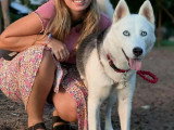 Chienne Husky de Sibérie au pelage noir et blanc d'un an à adopter