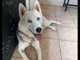 Chienne Husky de Sibérie au pelage noir et blanc d'un an à adopter