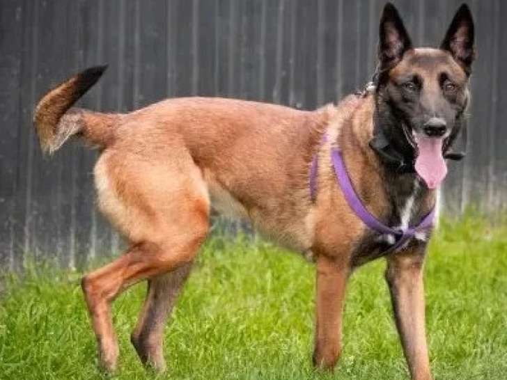 Chien Berger Malinois fauve de 5 ans en attente d'un foyer