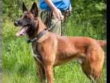 Chien Berger Malinois fauve de 5 ans en attente d'un foyer