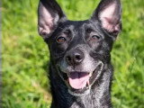 Chienne Berger noire de 8 ans en quête d'un foyer