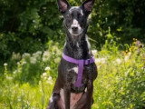 Chienne Berger noire de 8 ans en quête d'un foyer