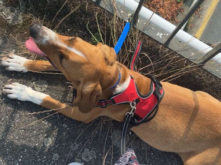 Chien mâle de 1 an et demi à donner