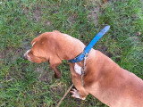 Chien mâle de 1 an et demi à donner