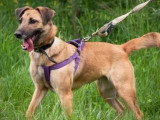 Chienne Berger fauve de 2 ans en attente d'adoption