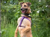 Chienne Berger fauve de 2 ans en attente d'adoption
