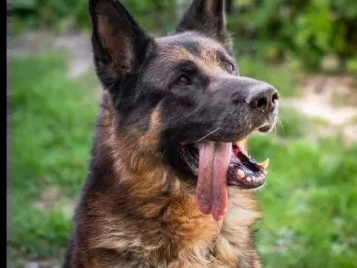 Chien Berger Allemand noir et feu de 8 ans en quête d'un foyer