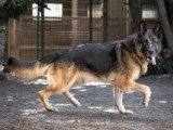Chien Berger Allemand noir et feu de 8 ans en quête d'un foyer